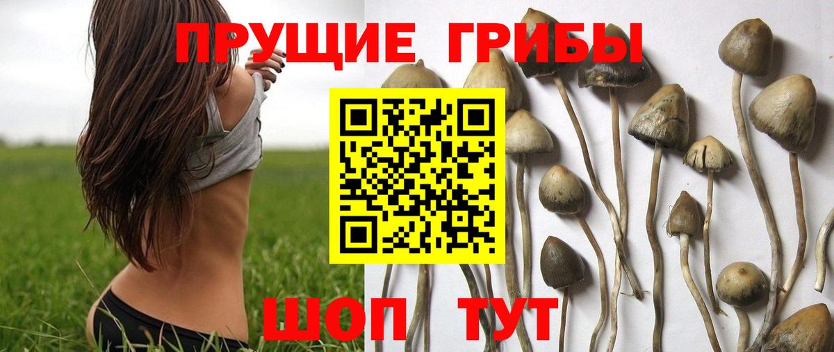 Псилоцибиновые грибы GOLDEN TEACHER  Вход с VPN  Корсаков 